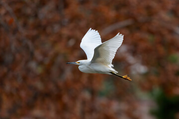 Snowy Egret