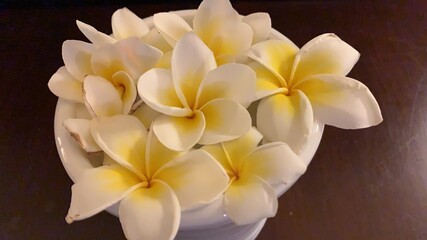 white frangipani flower