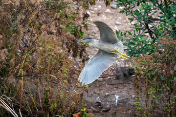 Black-crowned Night-Heron