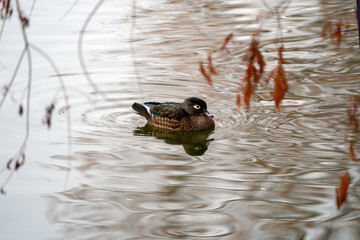 Wood Duck, Santee Lakes California