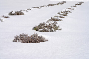 Winter view of lavender plants under snow at a farm in New Jersey, United States