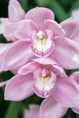 Fototapeta na wymiar Pink orchid, USA