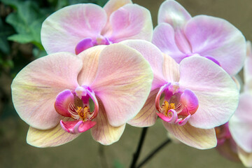 Fototapeta premium Pink orchid, USA