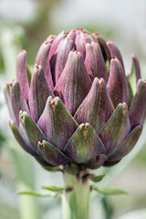 Artichoke thistle, USA