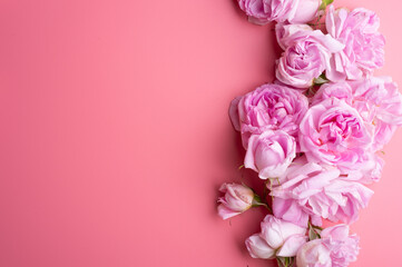 pink roses  around pink background. life style concept. flat lay
