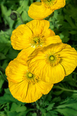 Yellow poppy, USA