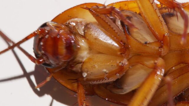 Close up cockroach isolated on white background.Cockroaches are dying White background cockroach and white cockroach supination.