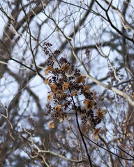 冬の日差しを浴びて輝くノリウツギのドライフラワー
