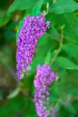 Purple butterfly bush, USA