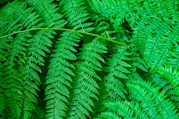 Fern, USA