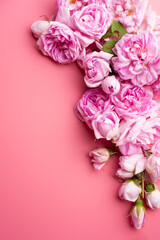  pink fresh fragrance roses  around pink  background. romantic and beauty concept