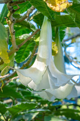 Angel's Trumpet