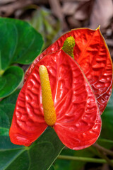 Anthurium
