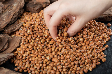 Hand taking uncooked brown kidney beans on a dark background