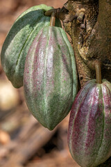 Cacao fruit