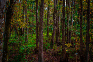 Fototapeta premium Florida forests in the Winter months