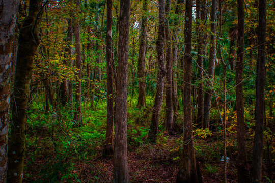 Florida forests in the Winter months © Lauren Parker