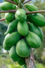 Papaya tree