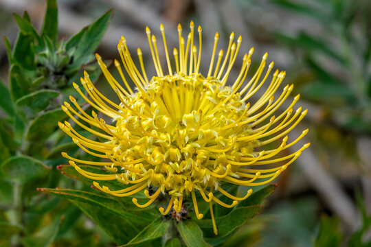 Pincushion flower