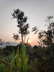 Eucalyptus tree and sunset