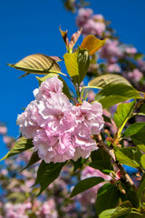 Pink cherry tree blossoms, USA