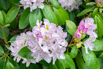 Pink and white Rhododendron, USA