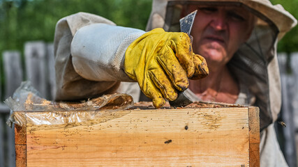 Close up view of beekeeper remove beeswax from honeycomb with brood nests and bees on it