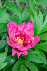 Pink peony, USA.