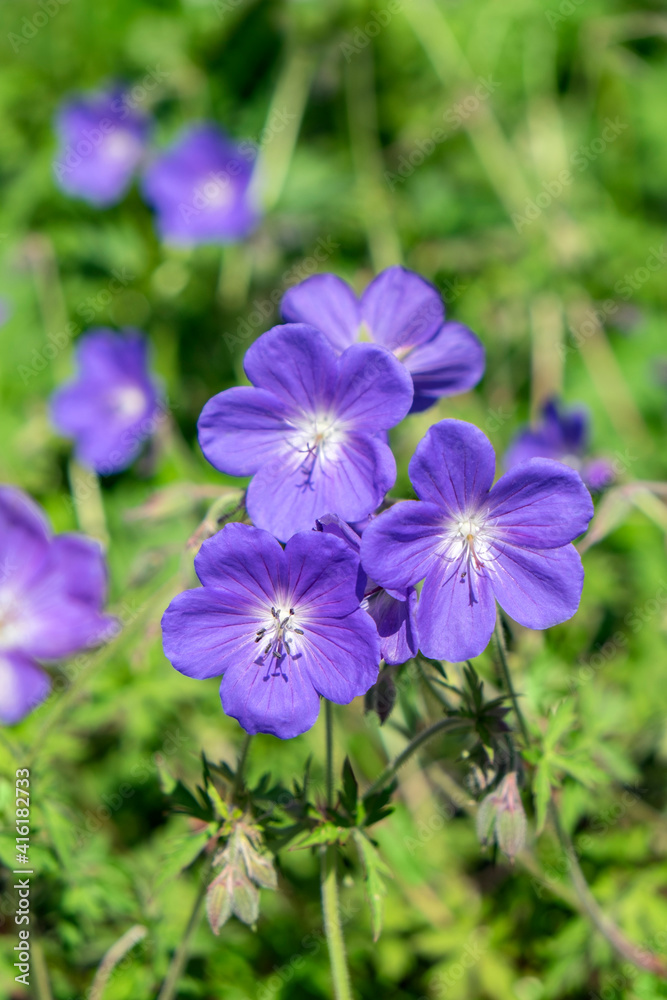 Sticker periwinkle cranesbill, johnson's blue geranium