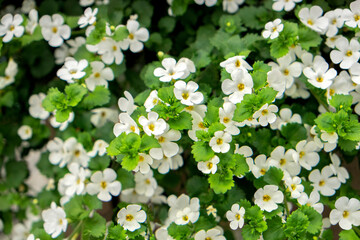 White Bacopa, USA