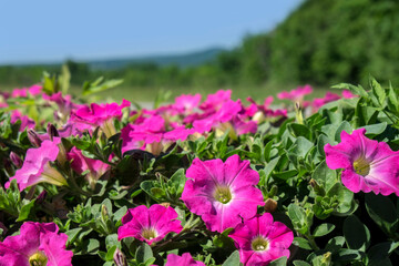 Pink Petunias, New England, USA