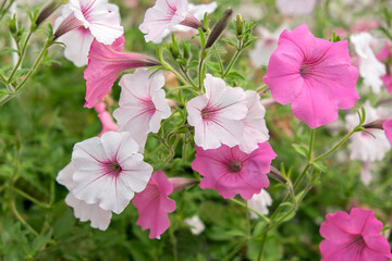 Obraz na płótnie Canvas Pink and white petunias, USA