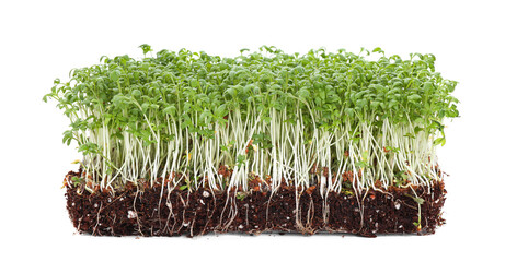 Fresh organic microgreen in soil on white background