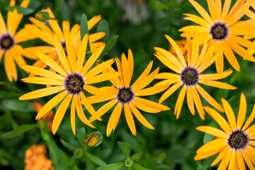 Fototapeta premium Orange Symphony, Osteospermum hybrid, African Daisy, USA