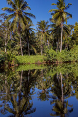 Fototapeta na wymiar trees on the river in Sri Lanka