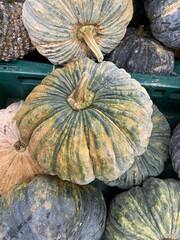 close up pumpkin fruit in market