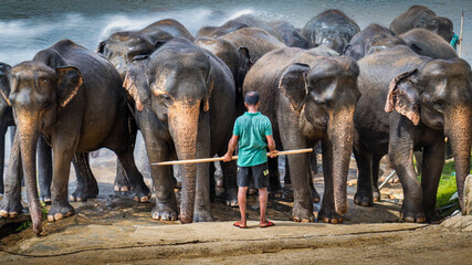 Elephants in Sri Lanka after river bath