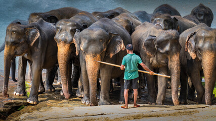 Fototapeta premium Elephants in Sri Lanka after river bath