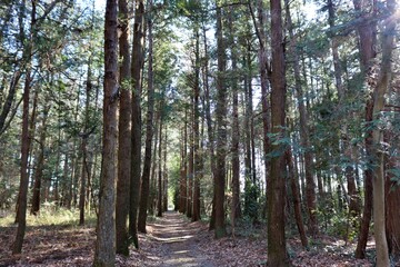 Obraz premium 林の中 参道 風景