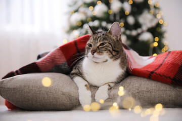Cute cat covered with plaid in room decorated for Christmas