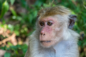 Japanese macaque monkey in the wild in Sri Lanka
