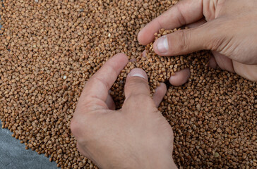 Hands cataloging uncooked buckwheat on a gray background
