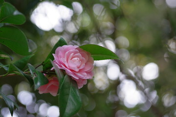 pink rose in the garden