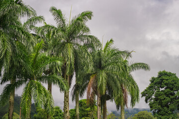 palm trees on the background of fog mountain