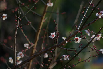 red cardinal on branch