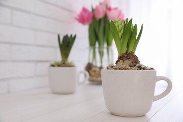 Potted hyacinth flowers and tulips with bulbs on white wooden table. Space for text