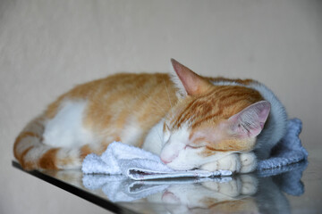cat sleeping on the table, lazy cat