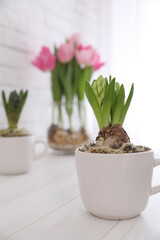 Potted hyacinth flowers and tulips with bulbs on white wooden table