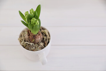Potted hyacinth flower on white wooden table. Space for text