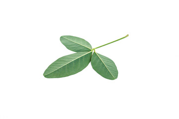 Green leaves on a white background, tropical plants